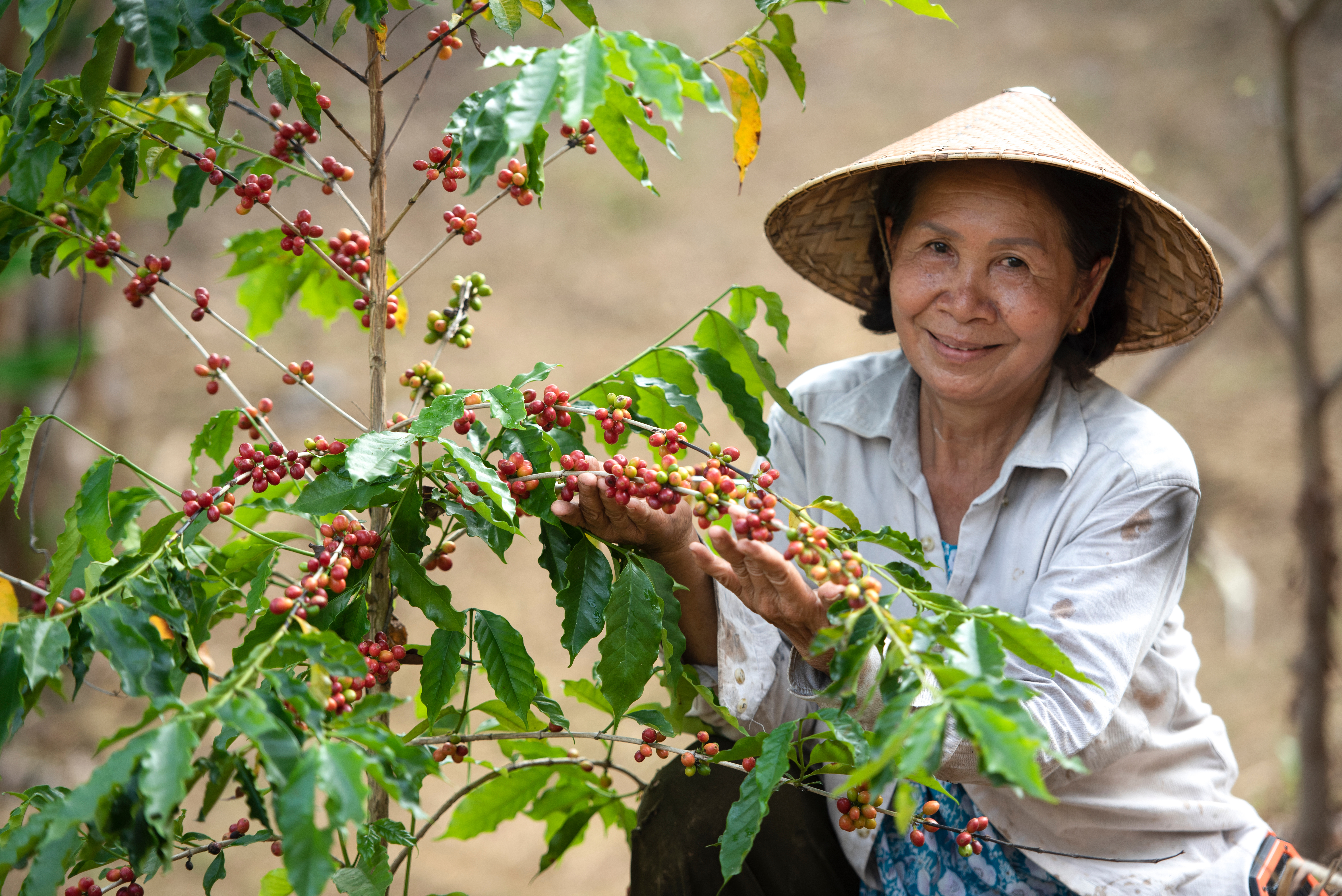 Organic Coffee Farmer